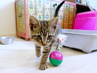 おうちに慣れて活発になっていったねずくん（画像提供：ねこズとにぼしさん）