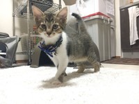 子猫時代、小さいながら凛とした表情がかっこいいまーちゃん（画像提供：保護猫ま～ちゃんさん）