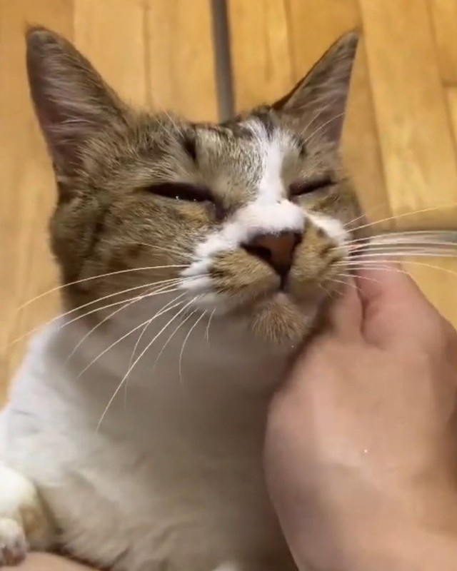 大きなヒゲ袋が愛くるしい、愛猫のぺこゆきくん