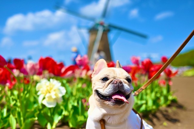 お外では表情も違う…！？かっこいいプー太郎くん（提供：＠frenchbulldog0613さん）
