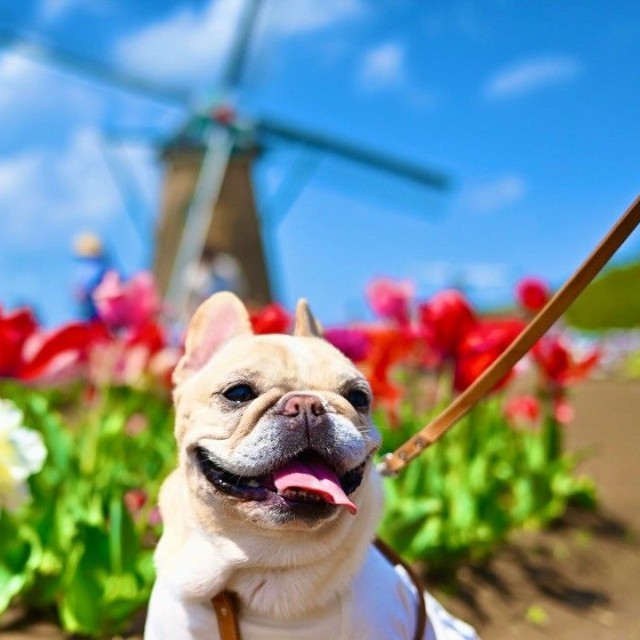 お外では表情も違う…！？かっこいいプー太郎くん（提供：＠frenchbulldog0613さん）
