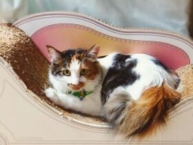 ちょっと乗ってみてもいいかにゃ…　遠慮がちに爪研ぎに座るMIX猫「棗」