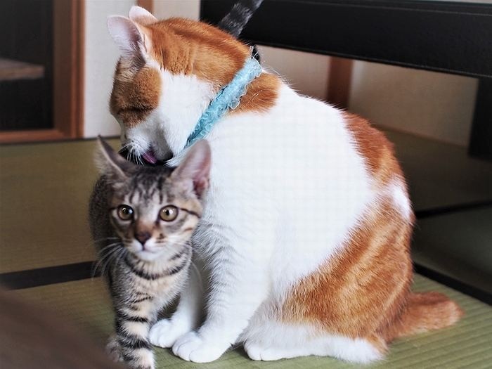 よもぎを舐めてやるちゃたお