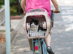 おとなしい腎臓病の猫「ぽんた」　この日初めて人間に牙をむいた（33）