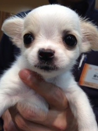 家にきたころの「ハニ」