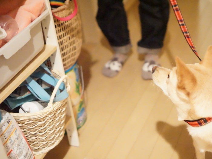 玄関横にはうるる用の棚を設置「物が日ごと増えていく…」