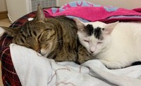仲良く一緒に眠る(左から)さくらくんとすみれちゃん（画像提供：さくら＆すみれさん）