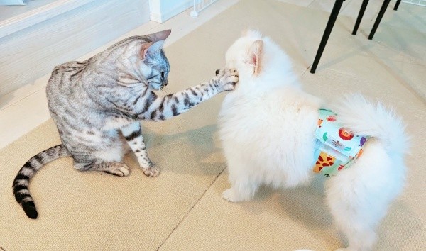 兄犬のこめたくんに猫パンチするうにちゃん（画像提供：おこめ屋さん）