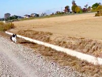 クルッと方向転換して、再び、こちらへ駆けて来たディークスくん（画像提供：A&Dさん）