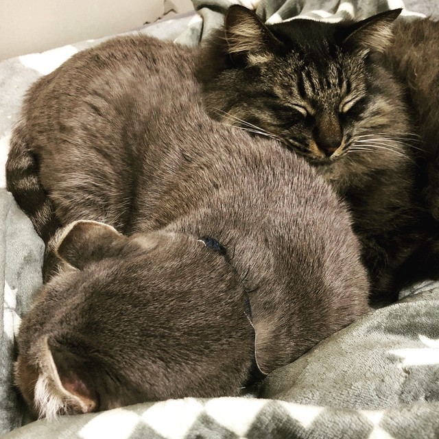 母猫代わりのトマスくんと