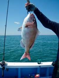 魚がたくさん釣れても、さばけない！？（miyuki/stock.adobe.com）※画像はイメージ