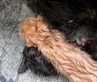 箱の中にはへその緒のついた子猫が4匹…（「moto保護猫シェルター」さん提供、Instagramよりキャプチャ撮影）※画像はトリミングしています
