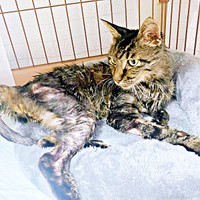 灼熱の倉庫内で10日…毒を盛られ瀕死状態にあったタマちゃん（画像提供：Ari Mayaさん）