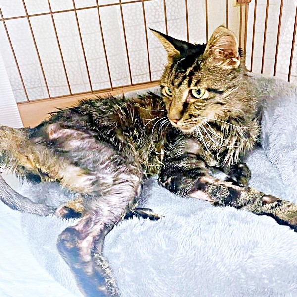 灼熱の倉庫内で10日…毒を盛られ瀕死状態にあったタマちゃん（画像提供：Ari Mayaさん）