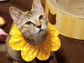 おもちゃから目が離せにゃい！　令和生まれのキジトラ「令」