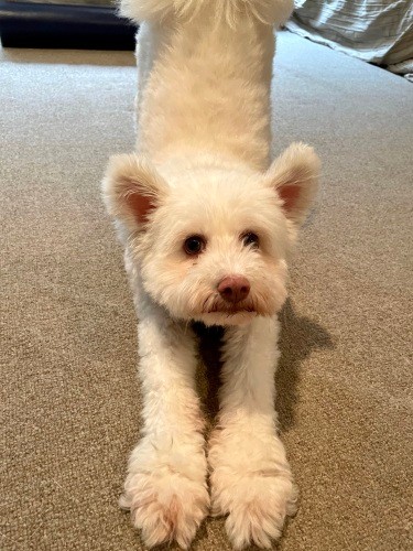 伸びは得意のポーズの一つ（井上菊さん提供）