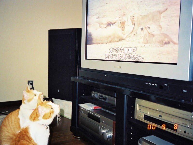 生後1年と2カ月のころ。手前がちぃ、奥がだい。動物の番組が好きで熱心に見ていました