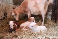 生まれてすぐの様子