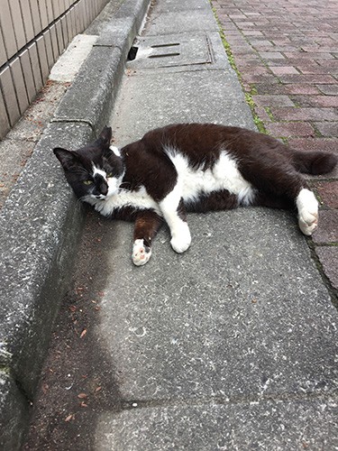 外時代は犬に飛びかかったり武勇伝もいっぱい（宏美さん提供）