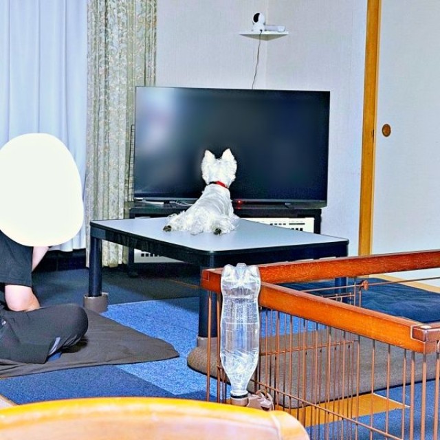 何を見てるの？ 何も映っていないテレビを見つめるユキちゃん（画像提供：ユキちゃんのお姉様さん）