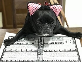 夏場所に向けて真剣なまなざし　フレンチブルドッグの「キュマ」