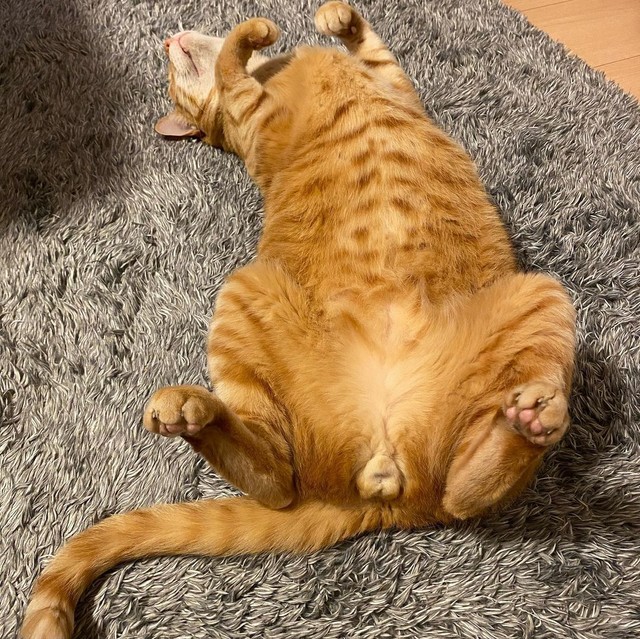 へそ天でごきげんさん