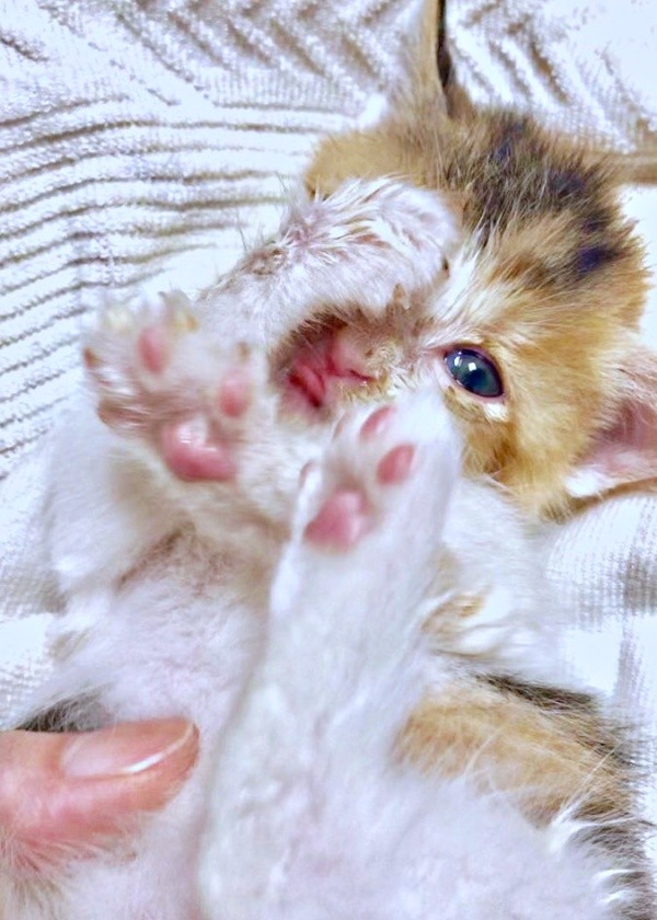 保護時、生後3週間。キトンブルーの瞳が愛らしいサラちゃん（画像提供：にゃさん）