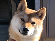 りりしいシバイヌのハナ、わが家の番犬はカエル捕りが大好き！