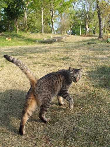 墓苑を案内してくれたクマチ