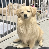 可愛い笑顔の子犬の犬種はなに？ダックス、ゴールデン、ラブラドール