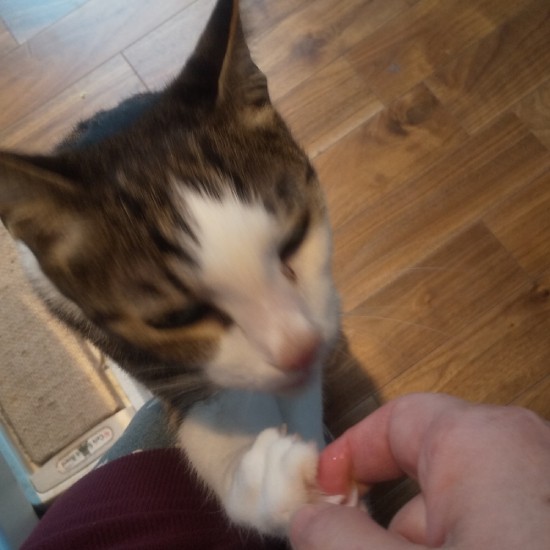 食べ物の気配がある間は、指先まで厳しくチェック！ ちょっとでも食べられるものがあるなら、もらうまで引き下がりません