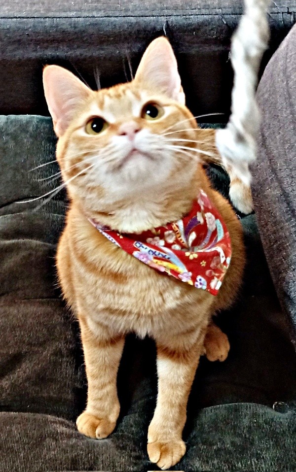 遊ぶの大好き！ 目を輝かせるこなちゃん（画像提供：ユンコロさん）