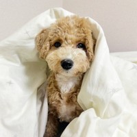 お布団にくるまるたむくん（画像提供：たむさん） ※無断転載禁止