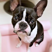 飼い主さんを見つめるぶーちゃん（画像提供：ぶー︙フレブル×ボステリMixさん）