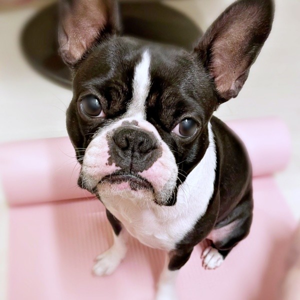 飼い主さんを見つめるぶーちゃん（画像提供：ぶー︙フレブル×ボステリMixさん）