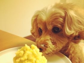 ぷりぷりとお正月　サロンでモフモフ、きんとんにフガフガ