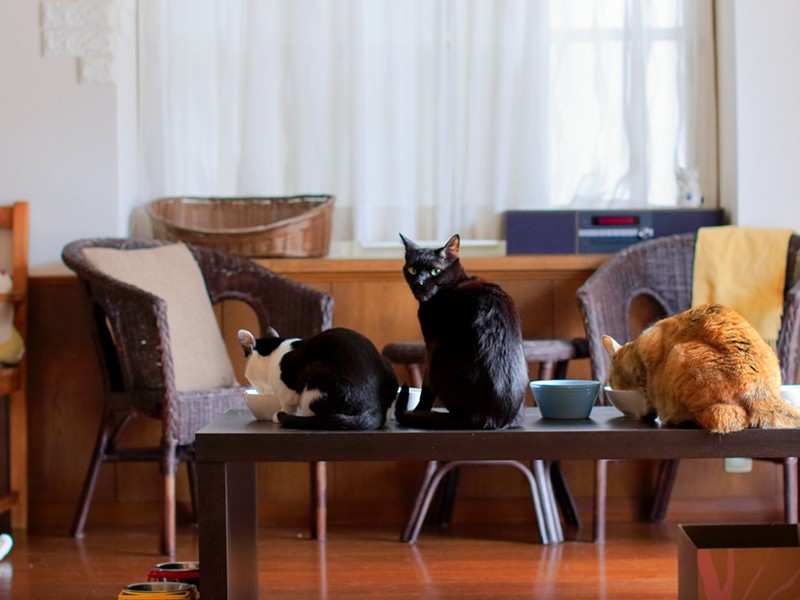 ほら、黒猫コスモが狙ってるよ。