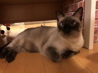 元野良猫だった