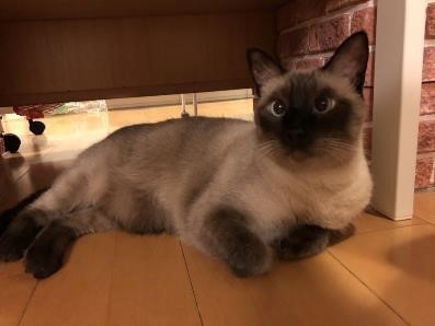 元野良猫だった