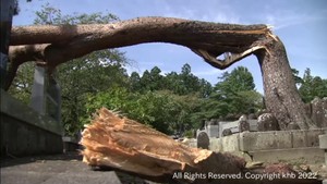 寺の敷地内にある約１０メートルの松の木が倒れる　腐食が原因か　仙台・青葉区