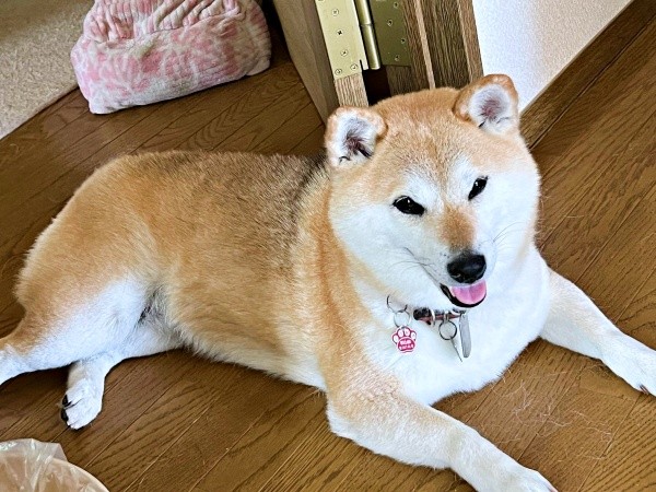 まったりタイムを過ごす桃ちゃん（画像提供：2代目マサイノセンシ1026（Ver1.25）さん）