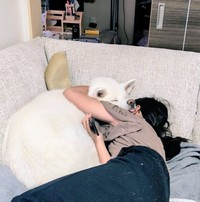 ぎゅ…っ（画像提供：秋田犬こゆきと愉快な仲間達さん）