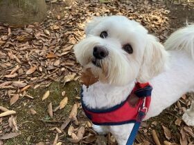 お口に落ち葉ついてるよ　元気いっぱい！まだまだ遊びたいMIX犬の「ちゅら」