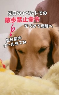 散歩禁止令が出てしまい、かかりつけ医にみてもらったという（飼い主さん提供、Instagramよりキャプチャ撮影）