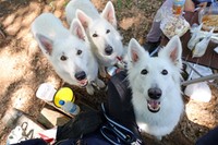 犬の訓練専用の森で伸び伸びと走り回っていた、血の繋がった姉弟犬、コアくん（左）、レーヌちゃん（中央）、ジャスティンちゃん（右）（画像提供：Rookieさん @kainehenalu）