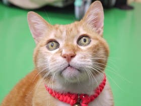 動物病院の看板猫、ぽっちゃりボディでおもてなし　飼い主や子供のファンも多数