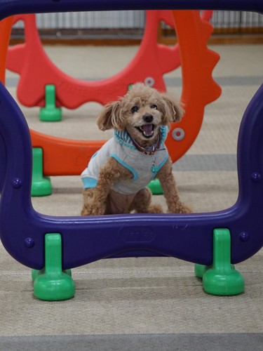 「みんなー、こうやって飛ぶんだよ」ドッグランの遊具でお手本を見せるそらまめ君