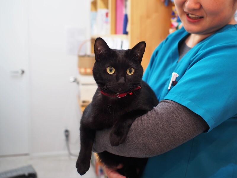 のあちゃんは、先生一家の愛猫で、供血猫スタッフ