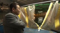 【特集】丘の上のマグロ養殖　挑み続けた研究者の9年