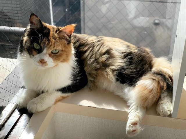 ふわふわした少し長毛の三毛ちゃん